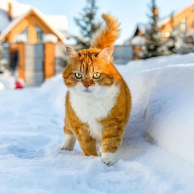 15 живописных мест Беларуси зимой (фото) | TROFEI.by | Отдых и путешествия  в Беларуси :: туризм, рыбалка, охота