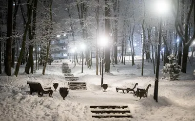 Фото кошек зимой. ТОП фото 43 шт. | Домашние животные - самое важное | Дзен