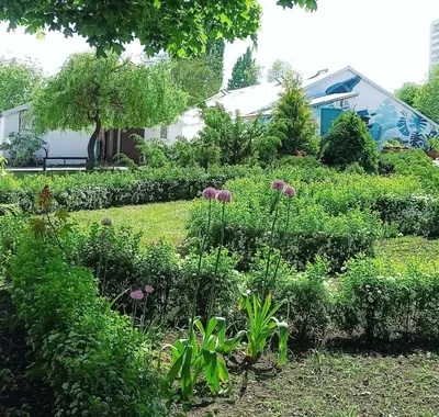 Показываем открытие Японского сада в парке Галицкого – самого большого в  мире: фоторепортаж