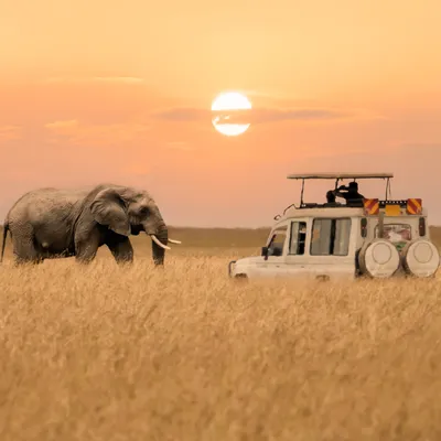Everything You Thought You Knew About Safari Is Wrong | Condé Nast Traveler