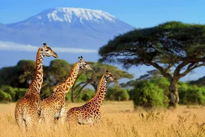 Luxury African Safari Honeymoon | Save 50% | andBeyond