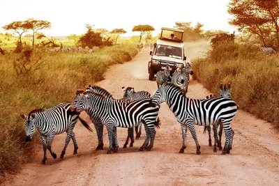 Best Time to Go on an African Safari | Zicasso