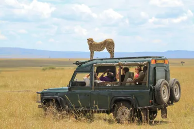 Why Kenya Is the Best Place for a Safari, According to a Seasoned Local  Guide