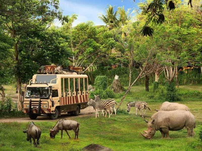 When is the Best Time to Safari in Kenya?