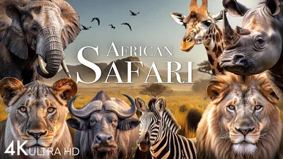 African Safari Animals - 46 Amazing Beasts To See In Africa