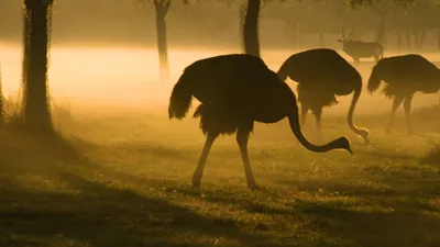 African Safari 4K - Amazing Wildlife of African Savanna | Scenic Relaxation  Film - YouTube
