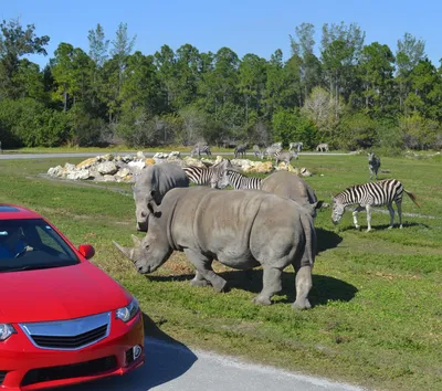 Wildlife Safari | San Diego Zoo Safari Park