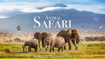 https://www.instagram.com/wildlife.safari/