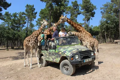 Buy ticket for Safari Park Kanchanaburi day tour with Giraffe Encounter-  Ticket2Attraction