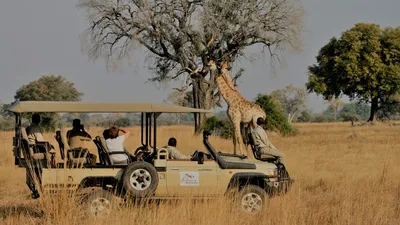 30k+ African Safari Pictures | Download Free Images on Unsplash