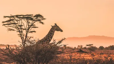 Best Safari Destinations To Spot The Big 5 Animals - Explore