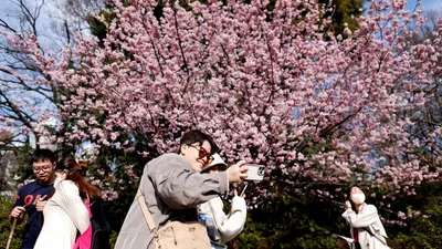 Розовое дерево сакуры в 3d, цветение сакуры, сакура фон, вишневый цветок  фон картинки и Фото для бесплатной загрузки