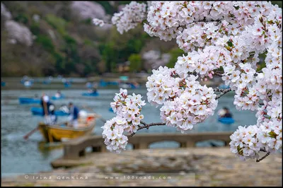 Легенды о сакуре - Japan Travel