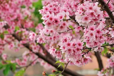 Цветение сакуры в Вашингтоне: лучшие места и дни для наблюдения - ForumDaily