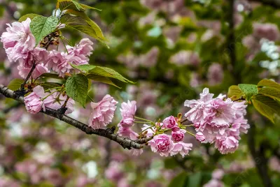 Сакура - Prunus serrulata. Сорта сакур, выращивание и уход