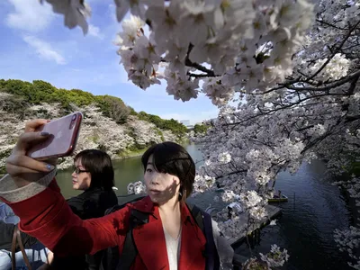 Цветущая сакура стала любимым местом для фотосессий у челябинцев