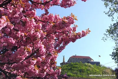 Город-сад ВВГУ: посмотреть на цветение сакуры можно в дендропарке  университета . Владивостокский государственный университет ВВГУ
