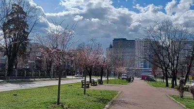 Пейзаж маслом \"Цветение сакуры в парке\" 60x90 AR220809 купить в Москве