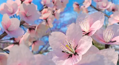 Цветок Сакуры Сакура Вишни В Цвету - Бесплатное фото на Pixabay - Pixabay