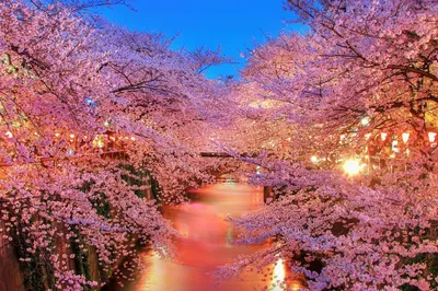 Как отличить цветки сакуры от сливы и персика 🌸 | Konnichiwa Club | Всё о  Японии | Дзен