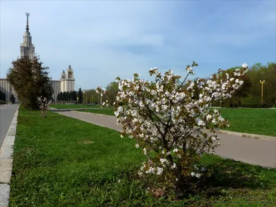 Мастер-класс по рисованию ватными палочками «Ветка цветущей сакуры» (6  фото). Воспитателям детских садов, школьным учителям и педагогам - Маам.ру