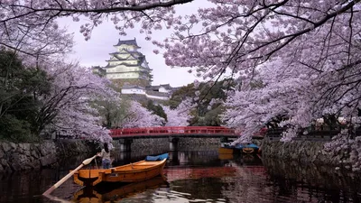 Планируем весенний тур в Японию. Даты и локации цветения сакуры в 2019 году  | Ассоциация Туроператоров