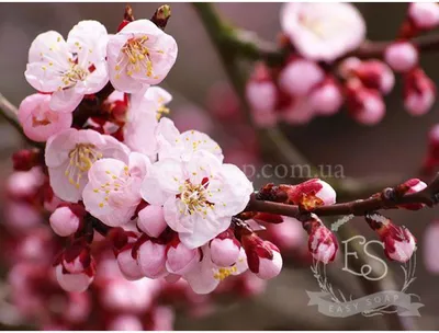 Фестиваль цветения сакуры пройдет на берегу Черного моря — Сноб
