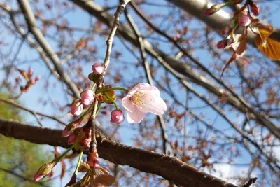 Жители Сочи показали завораживающие фото и видео цветения сакуры | РБК Life