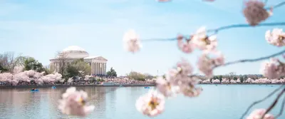 Плачущая Сакура Цветет Цветение Сакуры Символизирует Весну В Японии —  стоковые фотографии и другие картинки Hanami - iStock