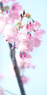 Цветение сакуры, как отдельный вид искусства | Пикабу