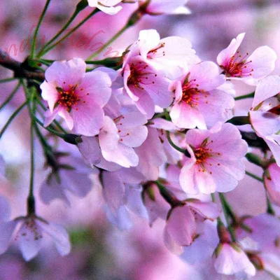 Цветок сакуры Цветок сакуры, фотография, цветок png | PNGEgg
