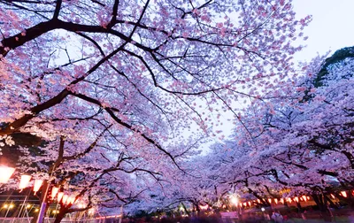 Цветок Сакуры стоковое изображение. изображение насчитывающей свеже -  50161535