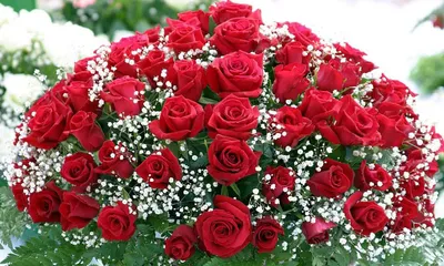 Красивые розы. Фото самых красивых видов и сортов роз