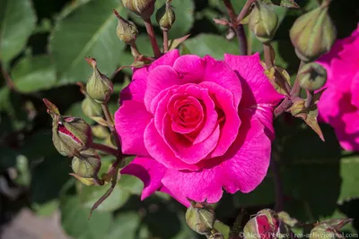 Самые красивые розы - красивые фото
