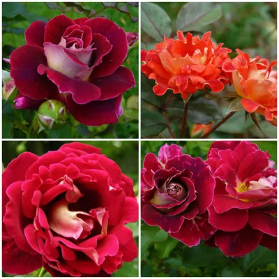 Самые красивые розы в мире - 72 фото