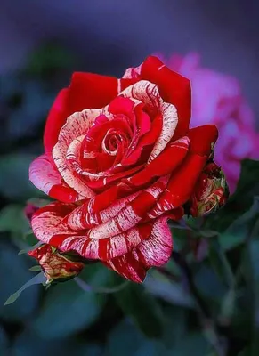 101 красная роза | доставка по Москве и области