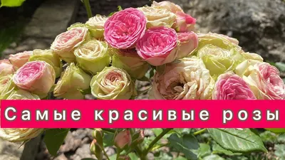 Самые красивые розы – лучшие сорта в Украине
