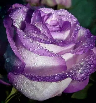 Очень красивые розы - 65 фото