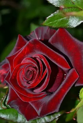 Розы – неотъемлемый атрибут любого праздника. Самые красивые розы в Астане  - Science Debate