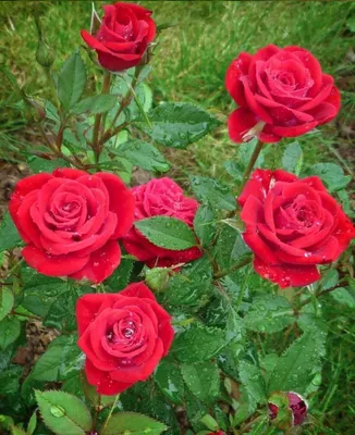 Самые красивые розы. Фото и интересные факты