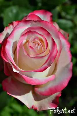 Самые красивые розы на свете (+ много ФОТО роз) | Красивые розы, Розы, Цветы