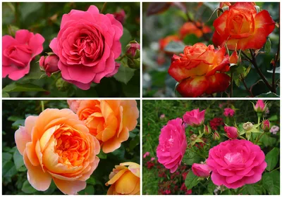 Красивые розы, фото, галерея 1 — Fokart.net