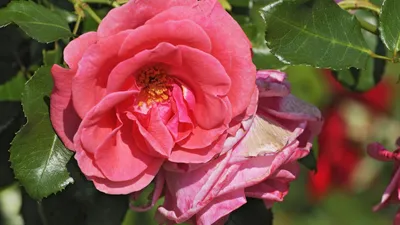 Самые красивые розы - лучшие сорта | Блог DonPion