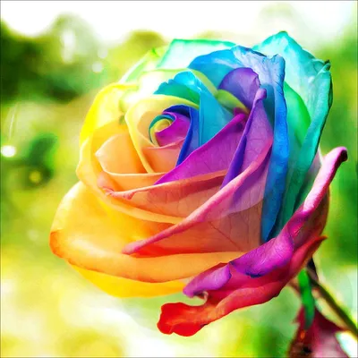 Розы самые красивые цветки стоковое фото. изображение насчитывающей показ -  147921528