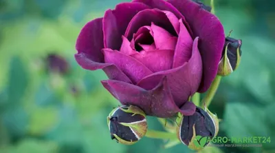 Самые редкие розы!Цветы редкие,самые красивые цветы розы! - YouTube