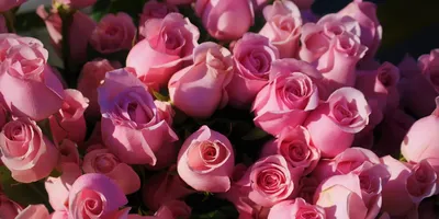 Очень красивые розы (64 фото)