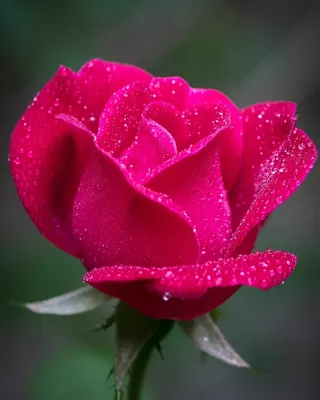 Букет из 51 розовой розы | купить недорого с доставкой на Roza4u.ru