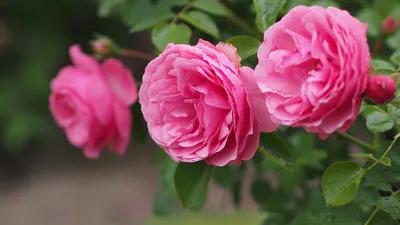 Прекрасные розы (59 фото)
