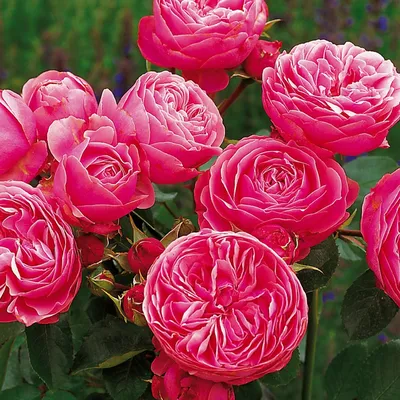 Самые красивые розы | Алекс Мейсон | Дзен