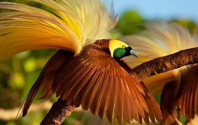 14 фото самых Ярких птиц для хорошего Настроения и снятия Стресса | Оксана  Максимова | Дзен